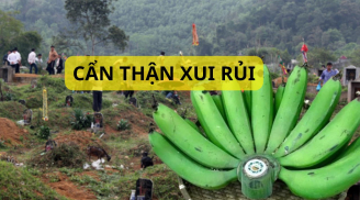 Kinh nghiệm ông bà đừng làm trái: Chuối thắp hương ở nhà nhưng đừng mang đi tảo mộ. Không nghe có ngày đại họa