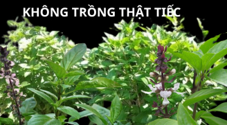Trồng cây rau gia vị này trong nhà vừa làm cây cảnh phong thủy tốt lành, thu hút giàu có vừa tăng sức khỏe