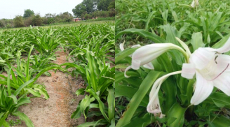 Giàu lên nhờ vườn cây ‘thần dược’: Không tốn nhiều công chăm sóc, thu về 100 triệu/năm