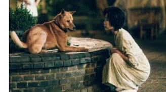 Người xưa có câu: 'Một con chó chớ nuôi quá 10 năm', nuôi quá 10 năm thì sao?