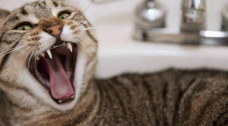 Vì sao ít người dám nuôi “mèo cái”?, lý do được người giàu kinh nghiệm tiết lộ