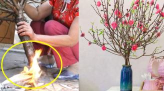 Đừng đốt gốc đào nữa: Đây mới là cách thúc đào nở nhanh, hết Tết vẫn rực rỡ