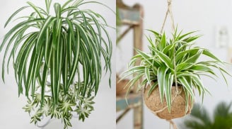 Người thuộc 2 mệnh này trồng cỏ lan chi sẽ đắc tài đắc lộc, sự nghiệp nhiều may mắn