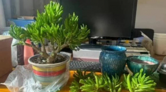 Tổ Tiên căn dặn: 'Đặt 1 cây này ở phòng khách, mang lại 9, 10 của cải', đó là loại cây nào?