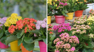 Cách trồng cây sống đời ra hoa đẹp rực rỡ đúng dịp Tết Nguyên Đán cực đơn giản