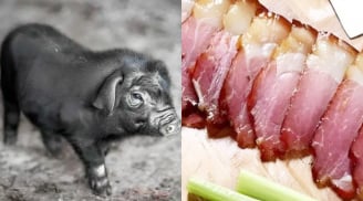 Từ bỏ công việc ổn định, lương cao, chàng trai trở thành triệu phú nhờ trang trại lợn nhân sâm