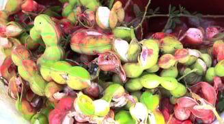 Loại quả dân dã xưa dành cho người nghèo, nay là siêu phẩm được dân thành phố săn lùng, giá chỉ 25.000 đồng/kg