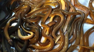 Tổ Tiên dặn dò: 'Dù nghèo đến đâu cũng không nên ăn lươn trông trăng', lươn trông trăng là thứ gì?