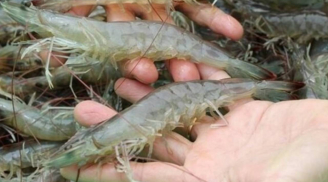 Tôm mua về đừng bỏ vào tủ lạnh ngay, làm theo 2 cách này tôm để lâu vẫn tươi như mới