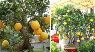 Trồng cây bưởi trong nhà dịp Tết có thực sự mang lại may mắn? Thầy phong thủy cảnh báo đại kỵ phải nhớ