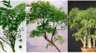 Trồng đinh lăng trong nhà có tốt không? Ý nghĩa gì về phong thuỷ là gì?