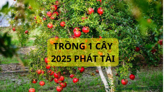 Năm 2025 có nên trồng cây lựu cảnh trước nhà? Ý nghĩa bất ngờ mà người xưa dùng cây lựu nhiều người chưa biết