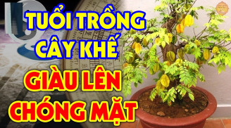 Trồng khế trước cửa nhà '1 kỵ, 2 nên', thần Tài 'gật đầu ưng bụng', gia chủ hái lộc to