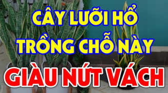 Trồng Lưỡi Hổ trong nhà có tốt cho phong thủy gia đình hay không?