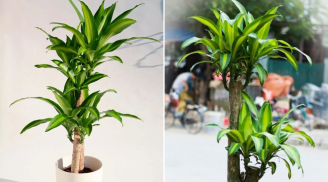 Trong nhà có 1 vị trí cực tốt để trồng Thiết Mộc Lan, giúp gia đạo hưng thịnh, hút lộc ầm ầm