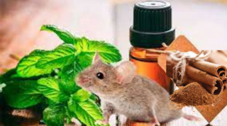 Đuổi chuột chạy ba phương tám hướng chỉ bằng nguyên liệu sẵn có trong bếp, áp dụng ngay cho nhà sạch thơm