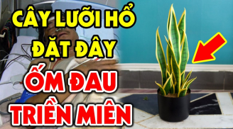 Trong nhà có cây lưỡi hổ 'hút lộc' phát tài nhưng 3 mệnh này rất kị, cố để chỉ mất tiền