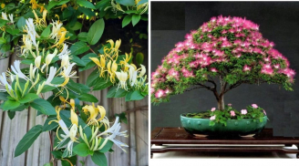 Từ nay đến Tết trong nhà có cây này nở hoa là điềm báo: Gia đình cần chuẩn bị