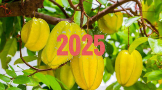 Người tuổi này nên trồng cây khế, Ất Tỵ 2025 đổi đời giàu có, không trồng thật tiếc