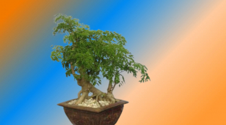 Trồng cây đinh lăng trấn trạch an gia giúp thu hút tài lộc, nhất định phải biết điều này tránh phạm kỵ