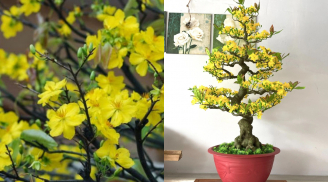 Tuyệt chiêu lặt lá mai 'chuẩn không cần chỉnh để hoa nở bung đẹp nhất đêm giao thừa