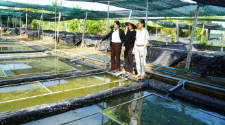 Biến đất hoang thành 'mỏ vàng' với mô hình nuôi ốc bươu đen lót bạt