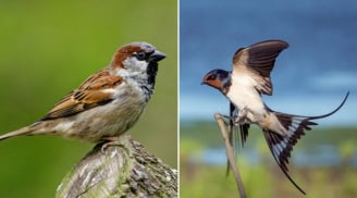 Đất lành chim đậu: 2 loài chim phú quý bay vào nhà, gia chủ không giàu sang cũng no nê tài lộc