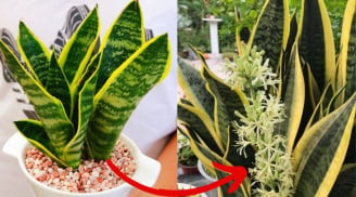 8 loại cây rất hiếm khi nở hoa, nhà ai có 1 bông thôi là Tiền - Tài đua nhau đến