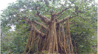 Tổ tiên dặn chẳng lệch đi đâu: 3 cây không trồng trước nhà, 4 thứ không đặt lên giường kẻo khuynh gia bại sản