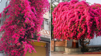 Trồng hoa giấy nhất định phải làm việc này để cây trổ bông đúng Tết Nguyên đán
