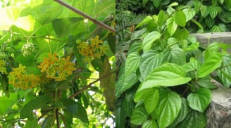 Cảnh giác: 8 loại cây quen thuộc ‘mời gọi’ rắn vào nhà