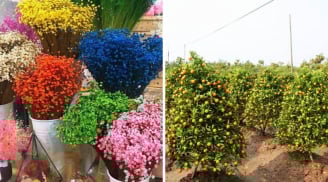 Sắm Tết thông minh không bao giờ mua 7 loại cây này: Rẻ đến mấy cũng đừng mua kẻo tiền mất tật mang