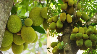 Tổ tiên dặn phải nhớ: Dùng tượng thờ gỗ mít nhưng đừng trồng cây mít, tại sao? Không nghe có ngày họa lớn