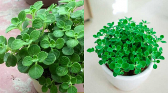 Trồng cây cảnh này như nuôi mèo Thần tài giúp thu hút vàng bạc giàu sang, 1 chậu nhỏ trong nhà hương ngát thơm