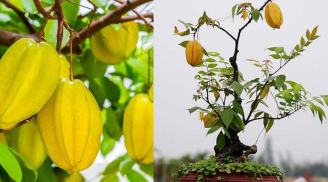Ý nghĩa phong thủy của cây khế? Trồng cây khế vị trí nào tốt nhất?