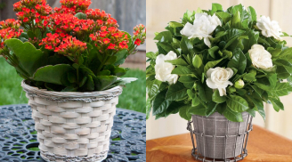 3 loại cây mang ý nghĩa trường thọ, thanh lọc không khí, trồng trong nhà tăng cường sức khoẻ