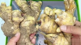 Bảo quản theo cách này, gừng để cả năm không lo khô, hỏng