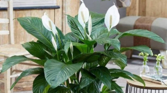4 loại hoa đừng cho tặng kẻo mất hết may mắn, phúc lành