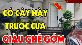 5 loại cây phong thuỷ hút tài lộc, rước may mắn vào nhà dịp Tết Nguyên đán 2025