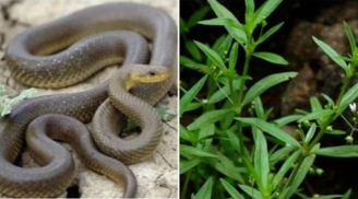 Cảnh báo: 4 loại cây dụ rắn vào nhà, gia chủ muốn bình an thì nên dẹp bỏ