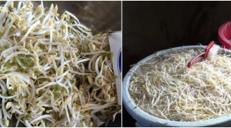 Phân biệt giá đỗ sạch và giá đỗ ngậm hóa chất độc hại bằng mẹo cực đơn giản sau đây