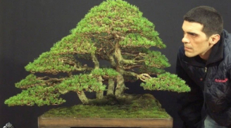 Top 5 cây Bonsai được cho là đẹp nhất thế giới