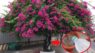 Tưới hoa giấy bằng loại nước này, Tết đến hoa nở rực rỡ, tuôn trào như suối