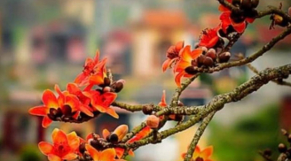 Tổ Tiên dặn dò: 'Cây âm trước nhà dương người của lao đao', vì sao lại như thế?