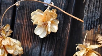 Tổ Tiên dặn kỹ: 'Để 5 thứ này trong nhà, không tai họa, bại vong cũng nợ nần chồng chất'