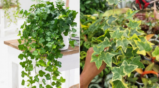 3 loại cây cảnh là 'máy lọc không khí' tự nhiên, hút sạch khí độc hại, nên trồng trong nhà