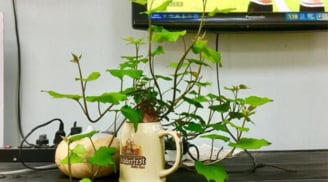 Cách trồng khoai lang vừa đẹp, lại có thể ăn lá, tiện cả đôi đường