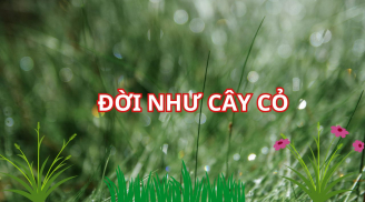 Người xưa dạy: Người khôn ngoan hãy sống như cây cỏ, hạnh phúc giàu có phú quý sẽ tới