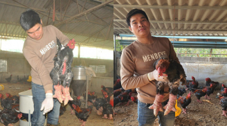 Nuôi gà độc lạ giá tiền triệu, khách săn lùng trước thềm năm mới