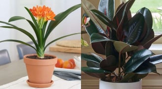 7 cây phong thủy ‘chiêu tài, hút lộc’: Đặt đúng chỗ, vận may ùn ùn kéo đến